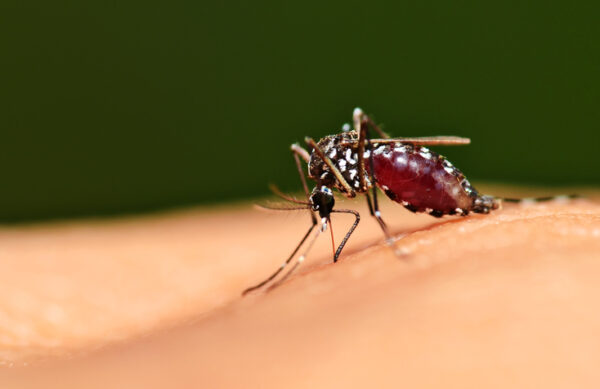 Làm gì để không bị bệnh sốt xuất huyết trong mùa mưa?