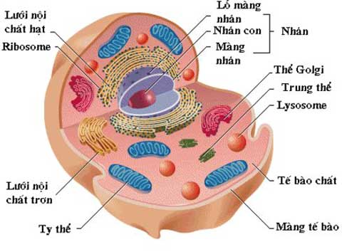 Quy trình xét nghiệm tế bào trong chất dịch