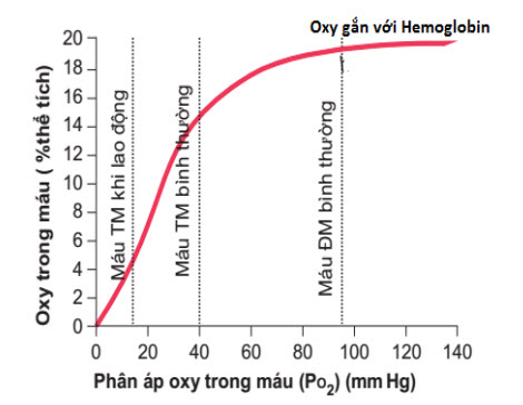Vai trò của hemoglobin trong vận chuyển và sự kết hợp của ôxy